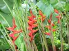 Gärten Valombreuse - Rote Balisiers