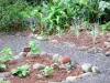 Gärten Valombreuse - Heilpflanzen des magischen Gartens