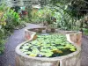 Gärten Valombreuse - Wasserrosen und Grünpflanzen
