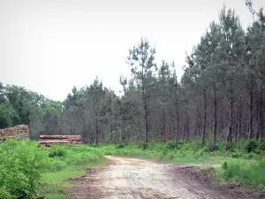 Gascon Landes Regional Nature Park - Path, woodpile and pine forest