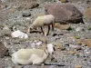 Gavarnie cirque - Sheep (rams) roaming free within the natural amphitheater, stones and rocks; in the Pyrenees National Park