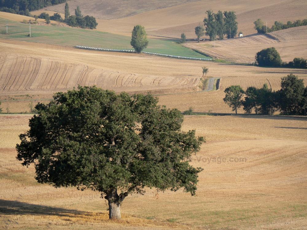 Guide du Gers - Paysages de Gascogne - Arbres entourés de champs