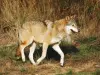 Gévaudan Wolf Park - Tourism, holidays & weekends guide in the Lozère