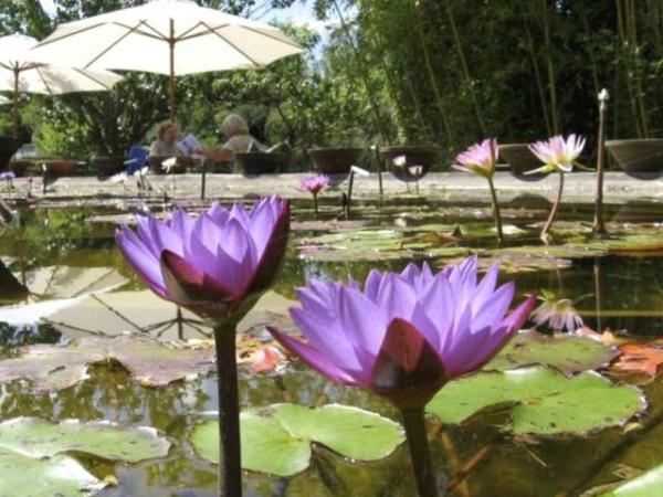 Il giardino delle ninfee guida turismo e vacanze Parco delle ninfee