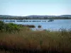 Giens半岛 - Roselière（芦苇）和Pesquiers池塘