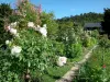 Giverny - Jardin de Monet : rosiers en fleurs du Clos Normand