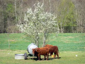 Gole dell'Alagnon - Mucche in un prato fiancheggiato da alberi