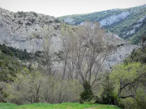 Gole di Galamus - Rocce calcaree circondato da alberi nel Fenolheda