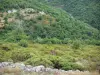 Gorges de la Dourbie - Montagne tapissée d'arbres et de végétation ; dans les Cévennes