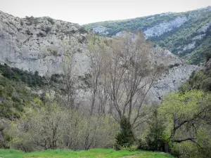 Gorges de Galamus - Falaises calcaires entourées d'arbres ; dans le Fenouillèdes