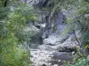 Gorges du Guiers Mort - Massif de la Chartreuse (Parc Naturel Régional de Chartreuse) : rivière, parois rocheuses et arbres