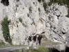 Gorges de la Pierre-Lys - Falaises calcaires surplombant la route des gorges