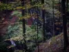 Gorges du pont du Diable - Arbres et bloc rocheux