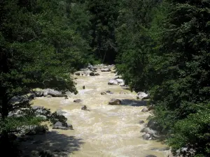 Gorges de la Roya - Fleuve Roya bordé d'arbres