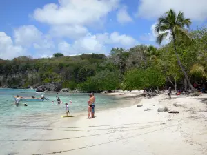 Le Gosier - Beach of Petit-Havre: white sand, sea, swimmers, coconut trees and trees