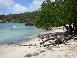 Le Gosier - Beach of Petit-Havre: white sand, sea and trees