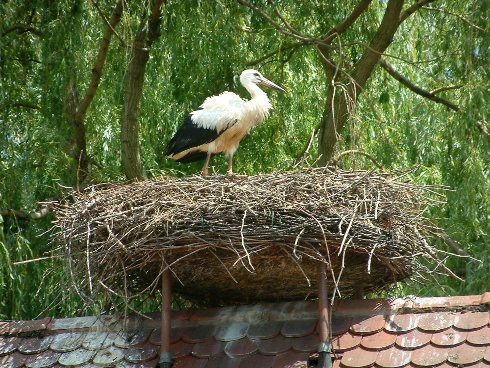 Guide du Grand Est - Cigognes - Jeune cigogne dans un nid