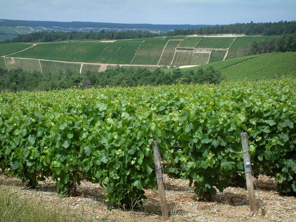 Guide du Grand Est - Route du Champagne - Côte des Bar : vignes, arbres et collines couvertes de champs de vignes