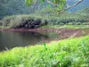Grand Étang - Végétation luxuriante bordant l'étang