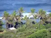 Grande Anse beach - View of the coconuts of Grande Anse from the heights