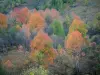 Grandes Alpes的路线 - 一个森林的树有秋天的明亮的颜色的