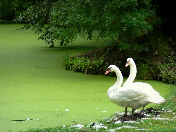 Green Venice of the Poitevin marsh - Wet marsh: pair of swans near a narrow canal covered with duckweed