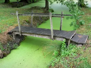 Green Venice of the Poitevin marsh - Wet marsh: small wooden bridge spanning a small waterway covered with duckweed