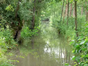 Green Venice of the Poitevin marsh - Wet marsh: waterway lined with trees