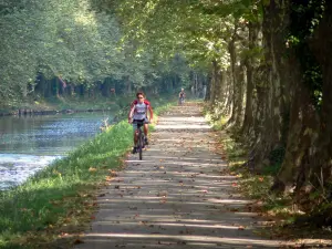 Greenway of the Garonne canal - Bicycle lane of the Voie Verte greenway with cyclists, plane trees (trees) and Garonne canal; in Damazan