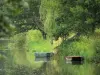 Groene Venetië van het Moeras van Poitou - Wet moeras: Sèvre Niortaise, kleine afgemeerde boten, en bomen aan de rand van het water
