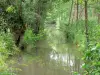 Groene Venetië van het Moeras van Poitou - Wet moeras: waterweg omzoomd met bomen