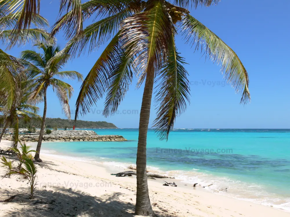 Reiseführer der Guadeloupe - Strände der Guadeloupe - Strand Feuillère, auf der Insel Marie-Galante: Kokospalmen und weisser Sand des Strandes, mit Blick auf die Lagune mit türkisfarbenem Gewässer