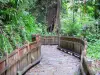 Guadeloupe National Park - In the rainforest, landscaped path leading to the Écrevisses waterfall