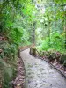 Guadeloupe National Park - In the rainforest, landscaped path leading to the Écrevisses waterfall