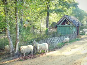 Guédelon, middeleeuws kasteel in aanbouw - Schapen die vrij rondlopen op de plek van de middeleeuwse bouwplaats