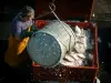 Le Guilvinec - Sur le quai, marin pêcheur déchargeant du poisson frais dans une caisse