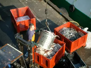 Le Guilvinec - En el muelle, un pescador de descarga de pescado fresco, y las cajas llenas de hielo y el pescado