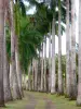 Habitation Clément - Royal palms Driveway