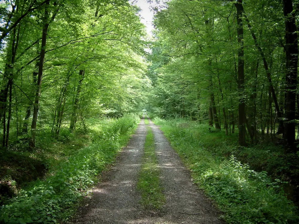 Haguenau - Forêt de Haguenau: Chemin bordé d'arbres