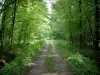 Haguenau forest
