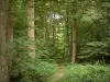 Halatte forest - Vegetation and trees