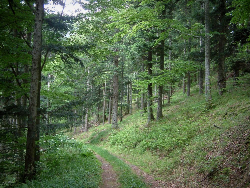 Guide du Haut-Rhin - Massif du Petit Ballon - Chemin dans une forêt (Parc Naturel Régional des Ballons des Vosges)