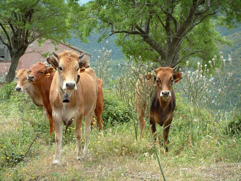 Guide de la Haute-Corse - Faune de montagne - Vaches, fleurs sauvages, arbres et petite maison rose en arrière-plan