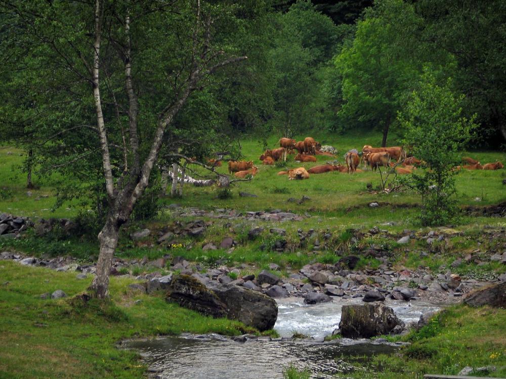 Guide de la Haute-Garonne - Paysages de Haute-Garonne - Rivière avec des rochers, vaches dans une prairie et arbres, dans les Pyrénées