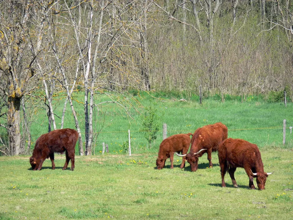 Guide of the Haute-Loire - Haute-Loire landscapes - Cows in a meadow surrounded by trees