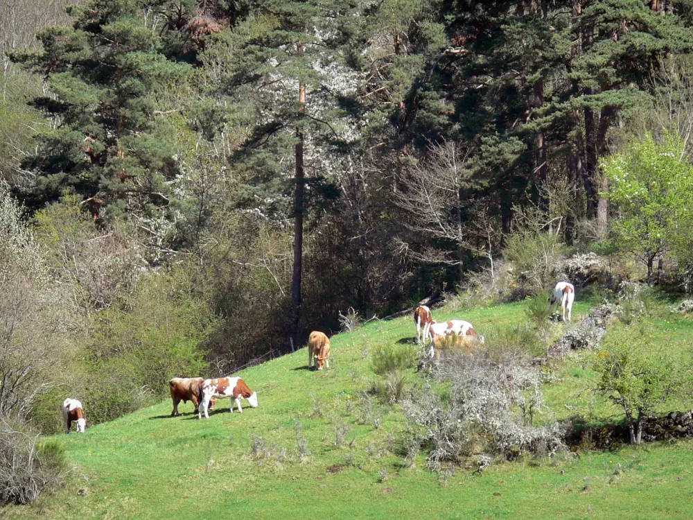 Guide of the Haute-Loire - Haute-Loire landscapes - Cows in a meadow surrounded by trees