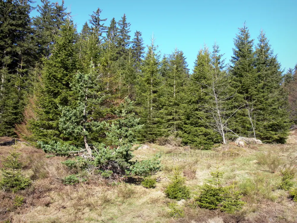 Guide of the Haute-Loire - Haute-Loire landscapes - Fir trees of the Meygal massif