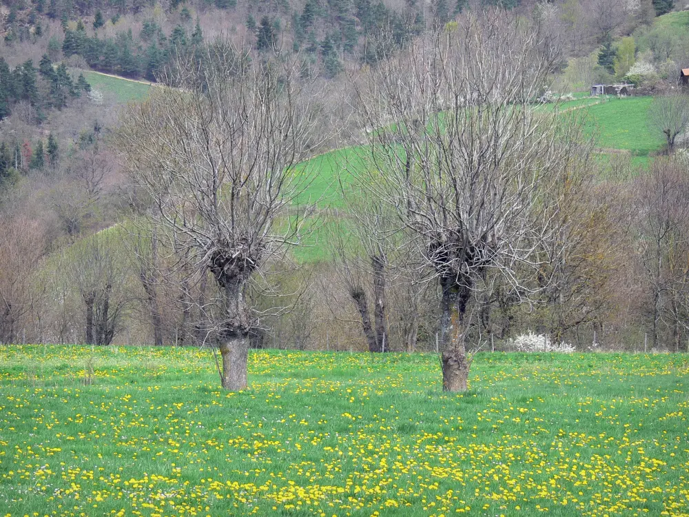 Guide of the Haute-Loire - Haute-Loire landscapes - Trees in a flowering meadow