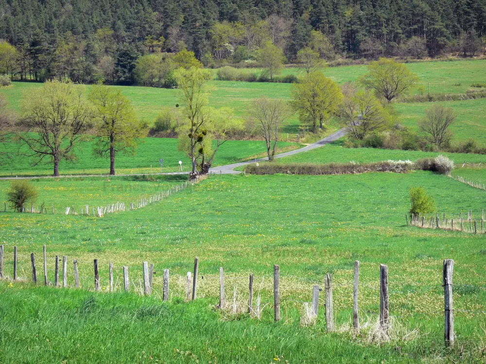 Guide of the Haute-Loire - Haute-Loire landscapes - Succession of meadows dotted with trees