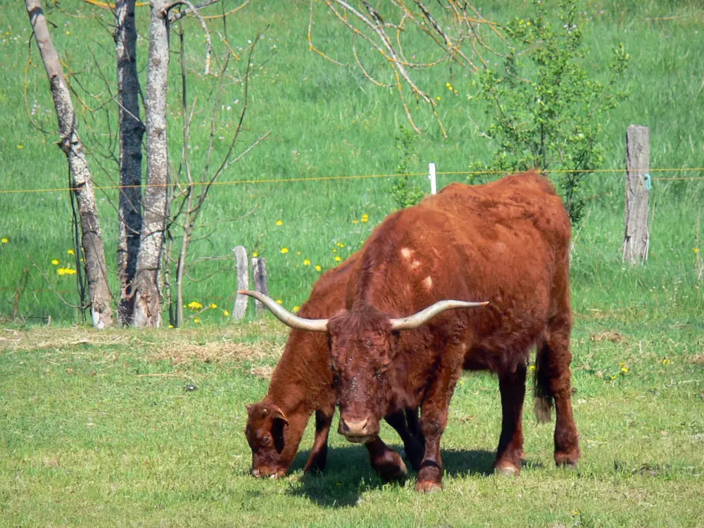 Guide of the Haute-Loire - Haute-Loire landscapes - Cows in a meadow